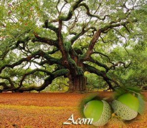 Acorn's best expression!